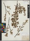 Foto von Salix appendiculata Vill. x Salix eleagnos Scop.